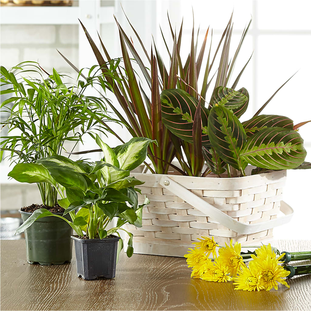 Florist Designed Blooming and Green Plants in a Basket – MARILYN'S FLOWERS & GIFTS, Camden TN