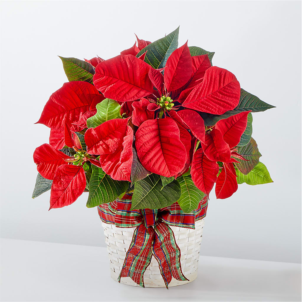 Happiest Holidays Poinsettia – MARILYN'S FLOWERS & GIFTS, Camden TN