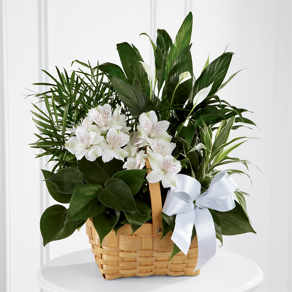 Peace & Serenity Dishgarden – MARILYN'S FLOWERS & GIFTS, Camden TN