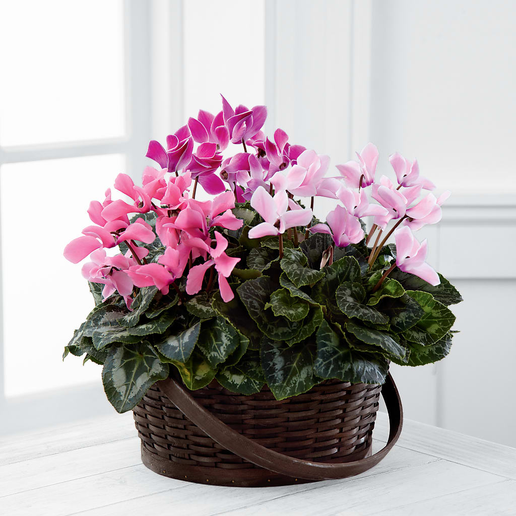 Mixed Cyclamen Planter – MARILYN'S FLOWERS & GIFTS, Camden TN