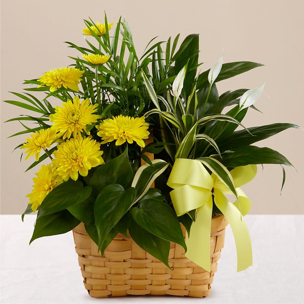 Loving Light Dishgarden – MARILYN'S FLOWERS & GIFTS, Camden TN