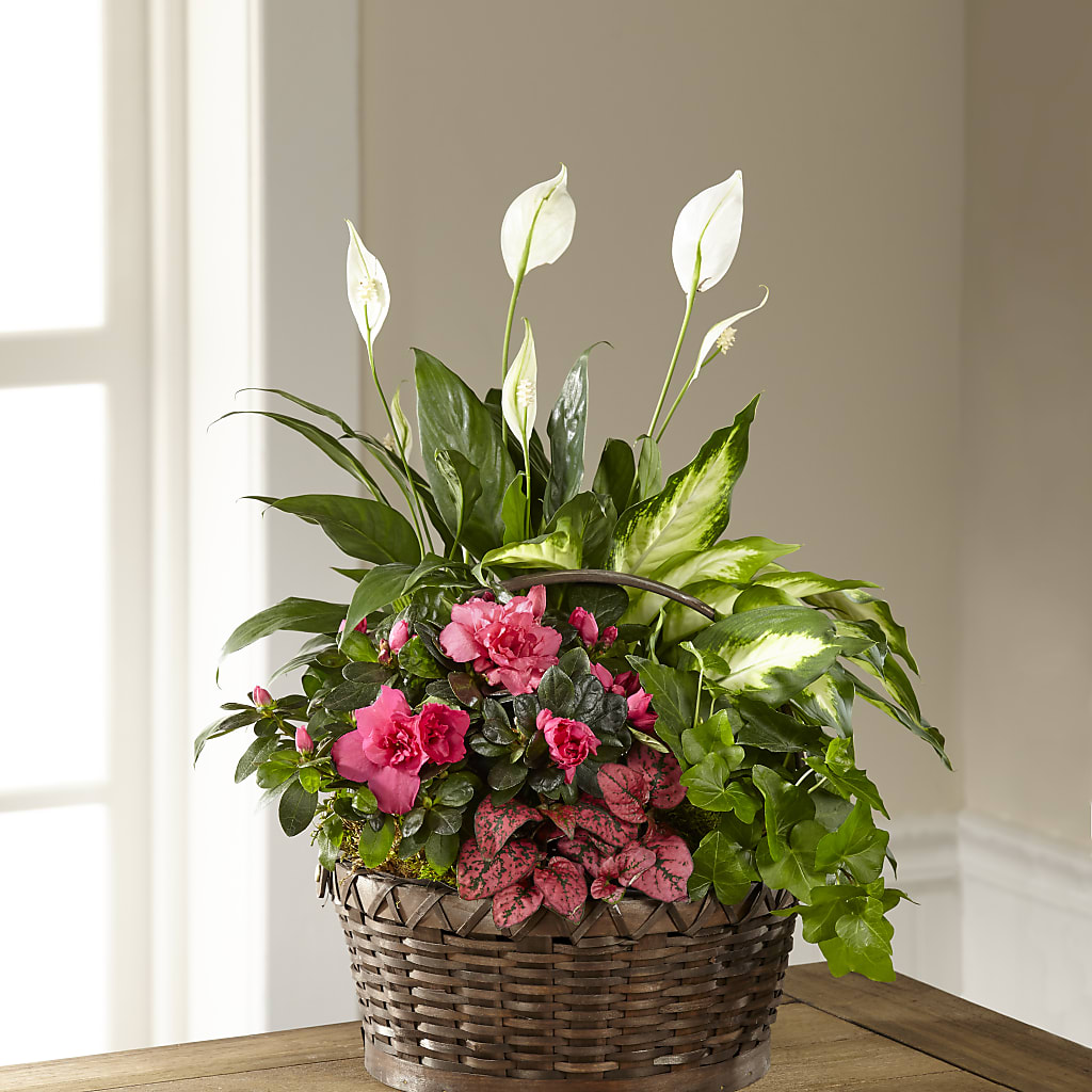 Dream in Pink Dishgarden – MARILYN'S FLOWERS & GIFTS, Camden TN