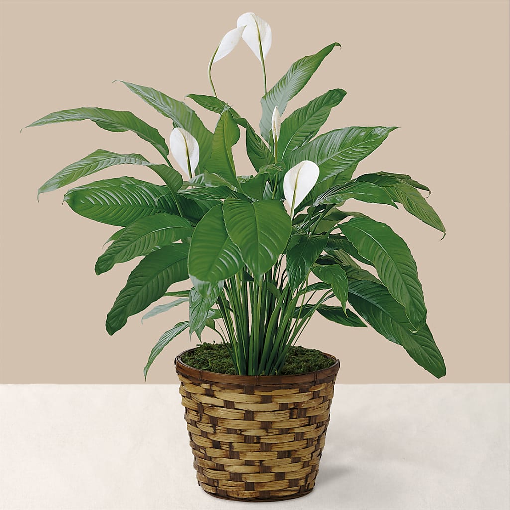 Tranquil Moments Peace Lily Plant – MARILYN'S FLOWERS & GIFTS, Camden TN