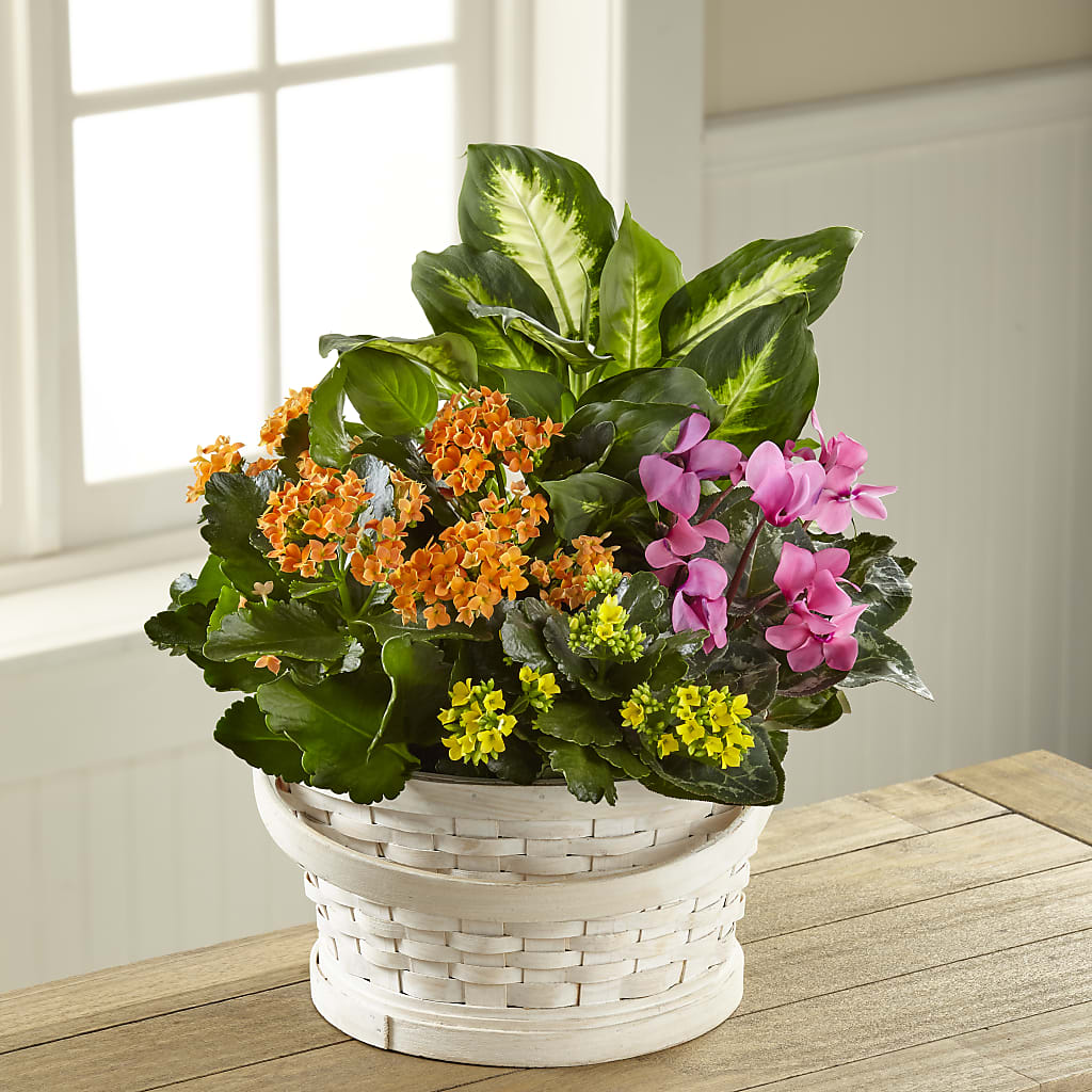 Color Crush Dishgarden – MARILYN'S FLOWERS & GIFTS, Camden TN
