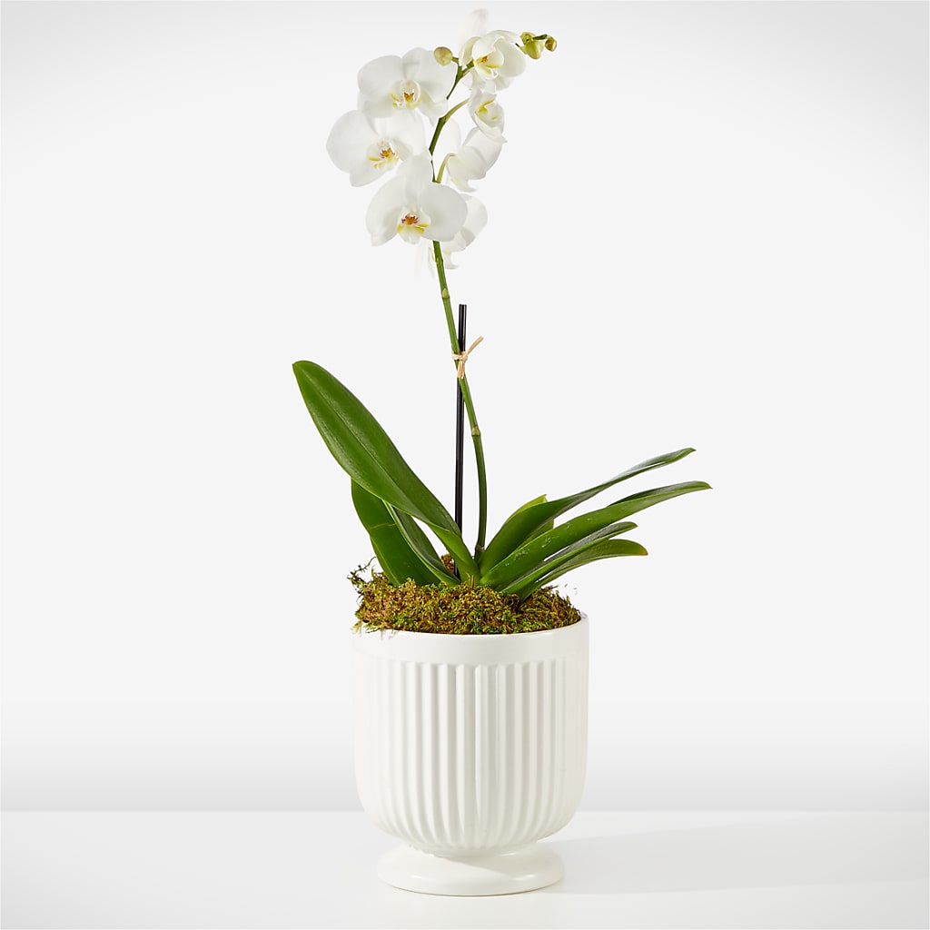 Whispering White Orchid – MARILYN'S FLOWERS & GIFTS, Camden TN