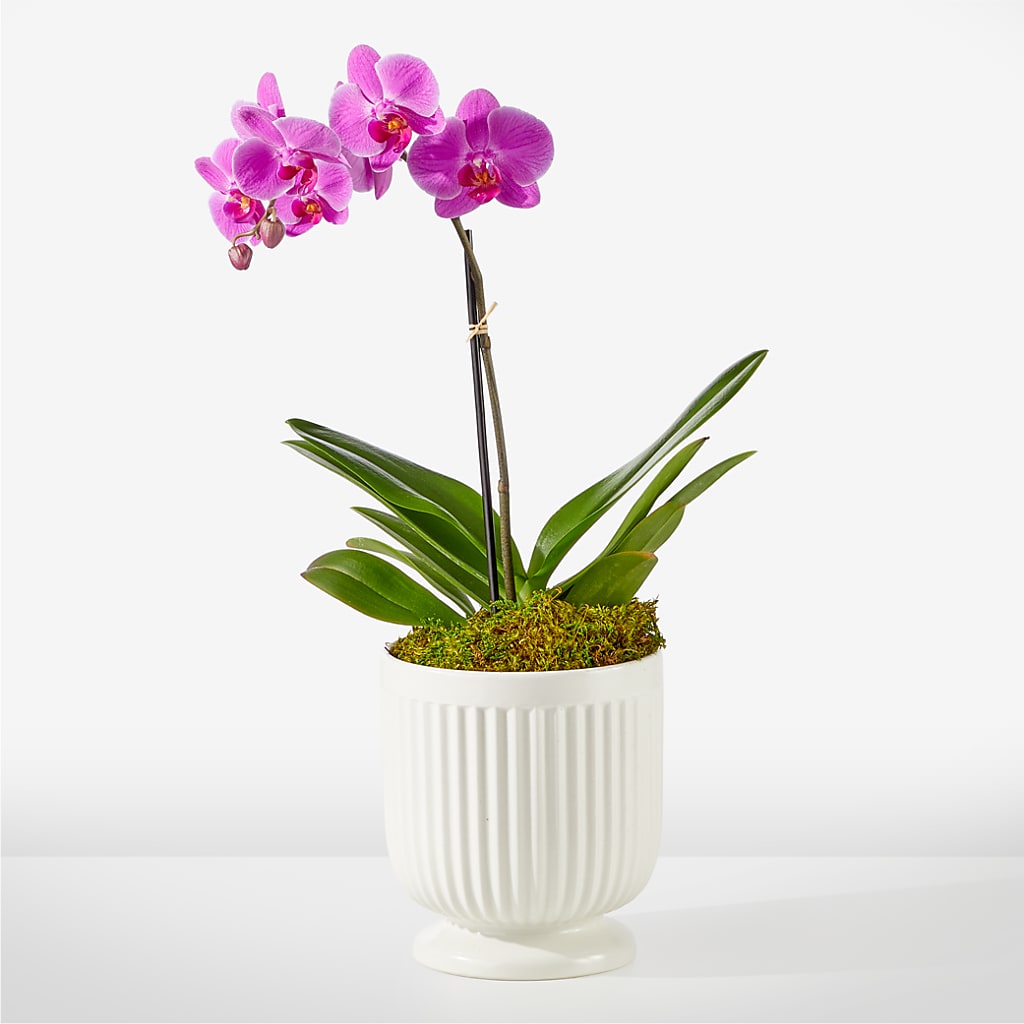 Friendly Fuchsia Orchid – MARILYN'S FLOWERS & GIFTS, Camden TN