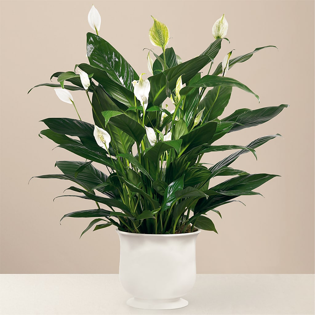 Comfort Planter – MARILYN'S FLOWERS & GIFTS, Camden TN