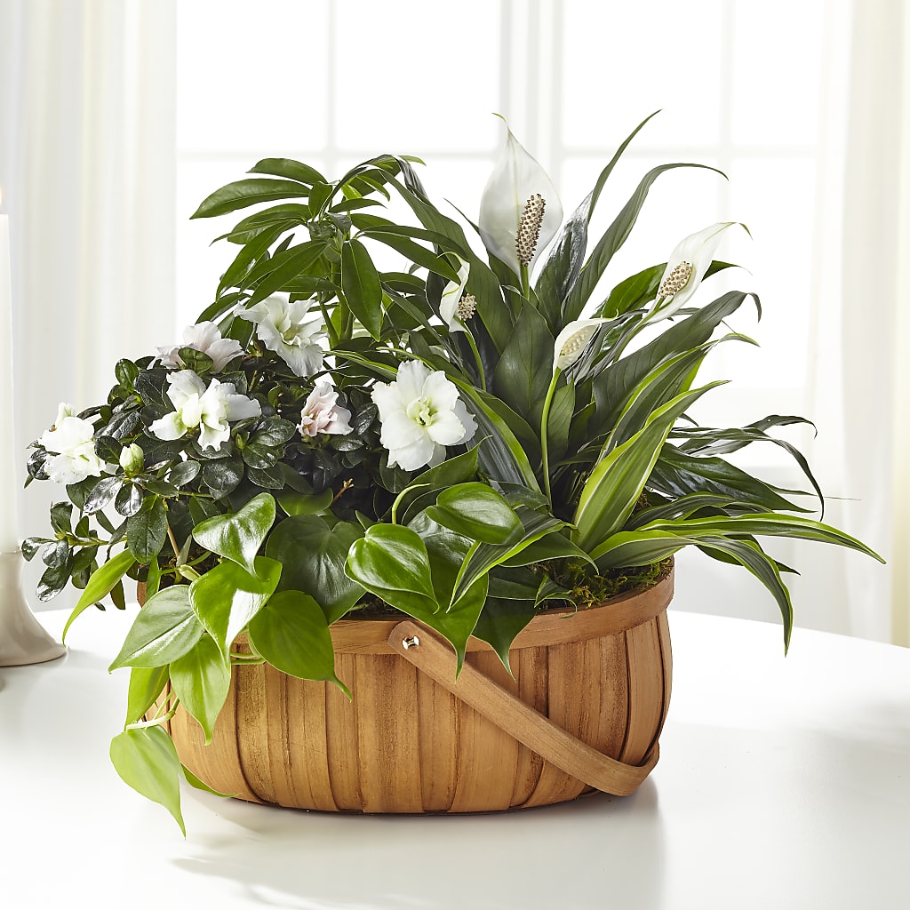 Serene Dishgarden – MARILYN'S FLOWERS & GIFTS, Camden TN