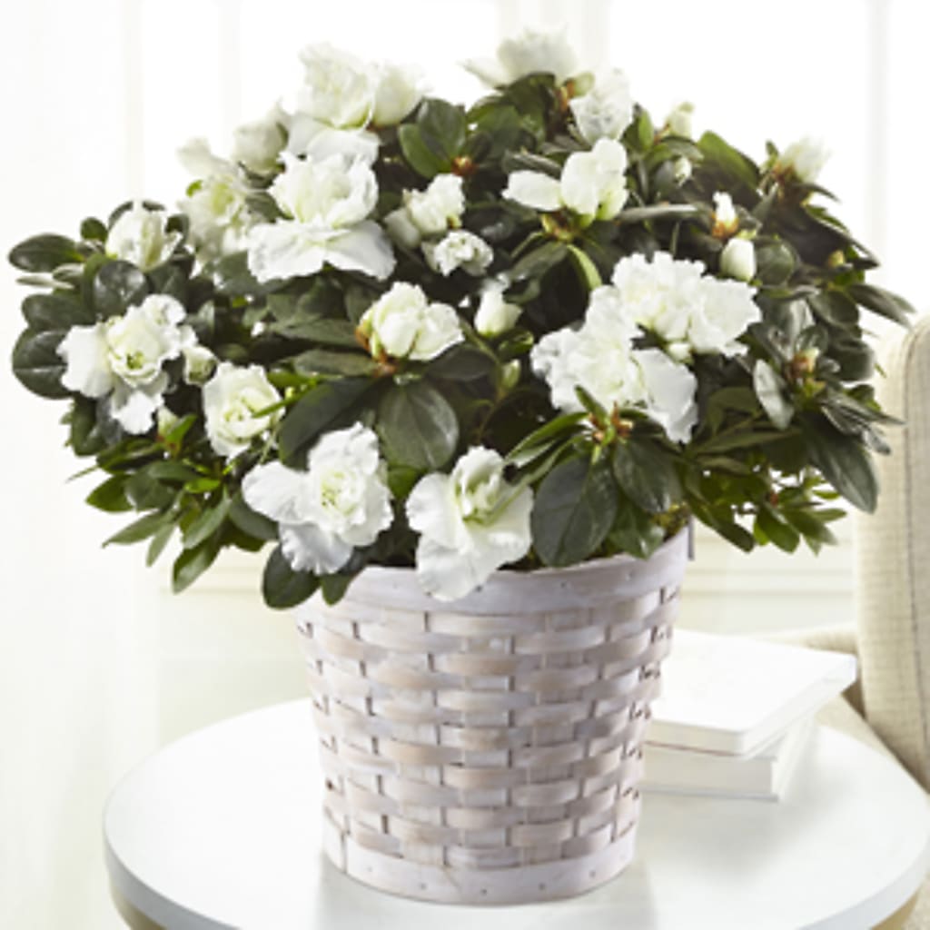 White Azalea Plant – MARILYN'S FLOWERS & GIFTS, Camden TN