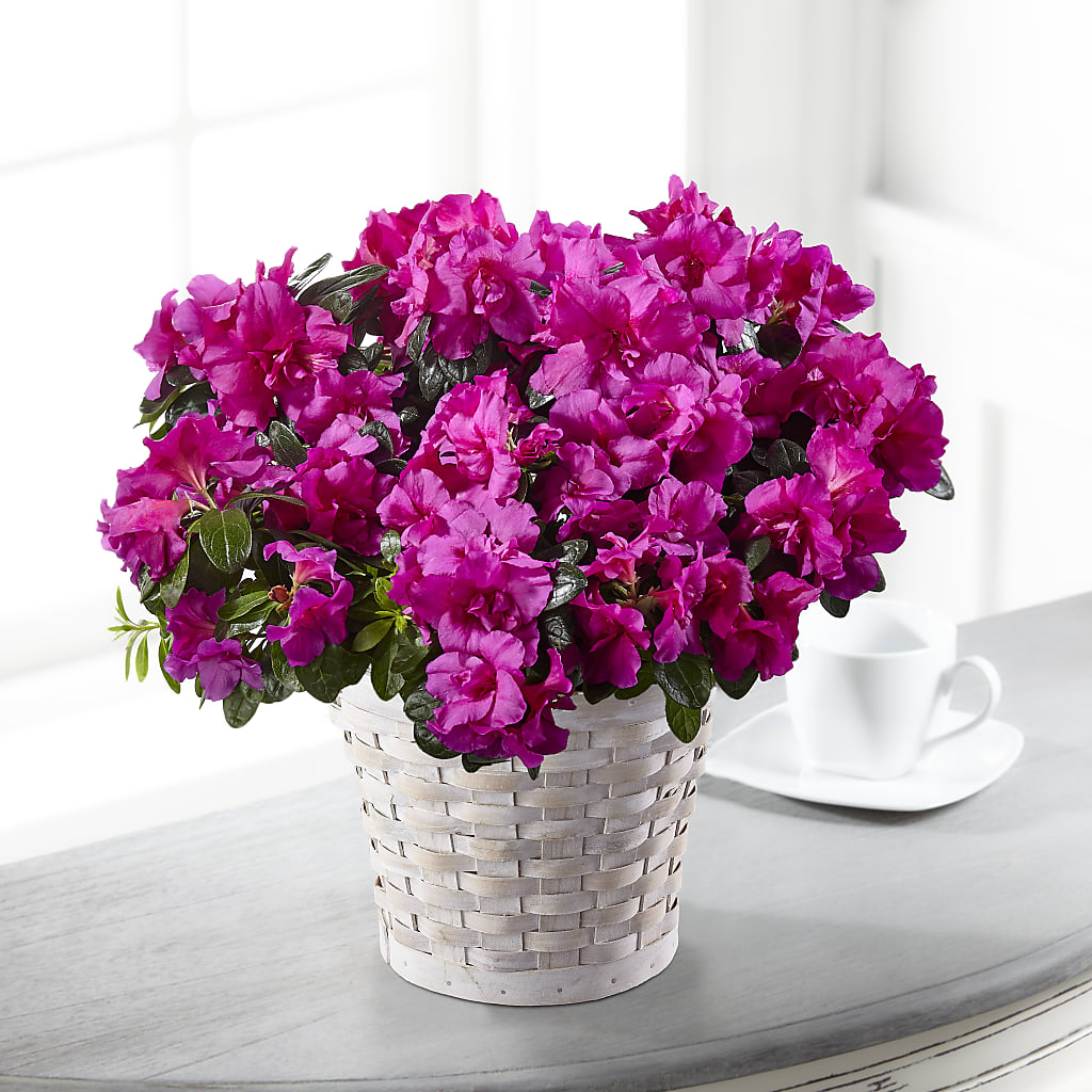 Hope & Serenity Azalea Plant – MARILYN'S FLOWERS & GIFTS, Camden TN