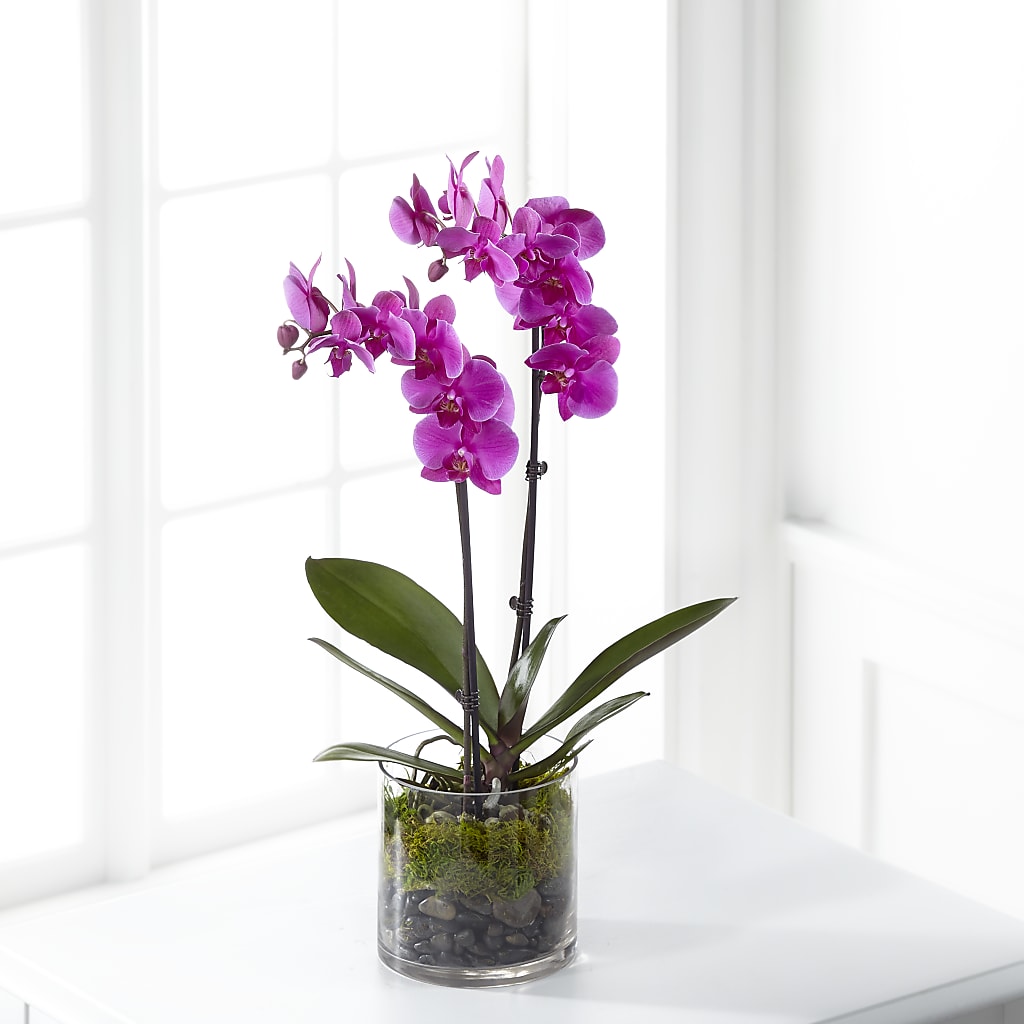 Pink Orchid Plant – MARILYN'S FLOWERS & GIFTS, Camden TN