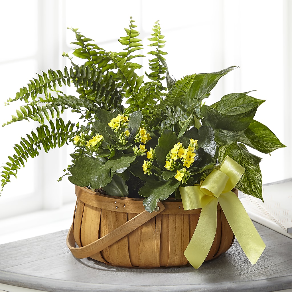 Always Dear Dishgarden – MARILYN'S FLOWERS & GIFTS, Camden TN