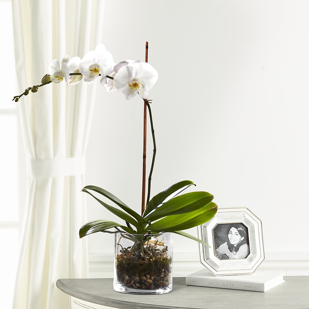 White Orchid Planter – MARILYN'S FLOWERS & GIFTS, Camden TN