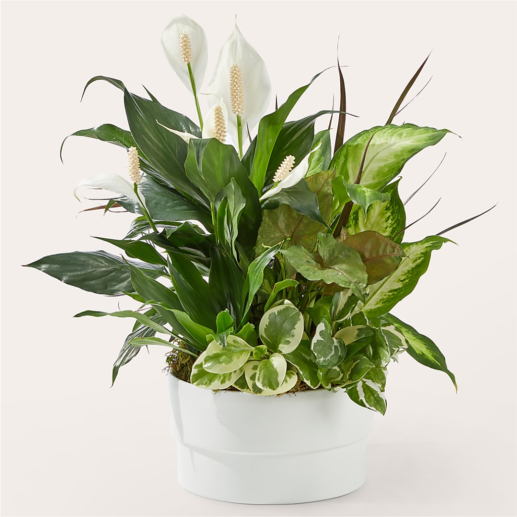 Radiating Positivity Dishgarden – MARILYN'S FLOWERS & GIFTS, Camden TN