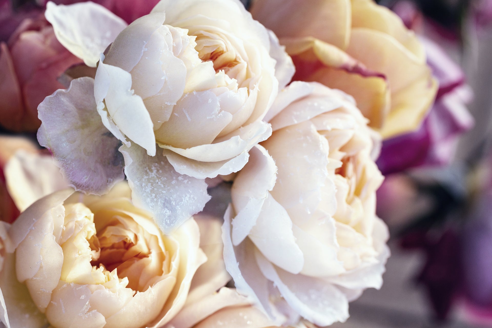 Winter flowers in Camden, TN | Marilyn's Flowers & Gifts – Local Flower ...