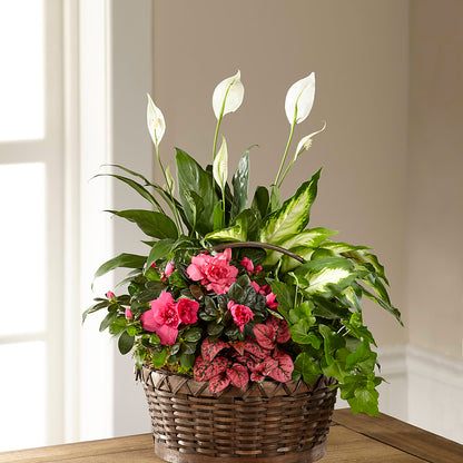 Dream in Pink Dishgarden – MARILYN'S FLOWERS & GIFTS, Camden TN