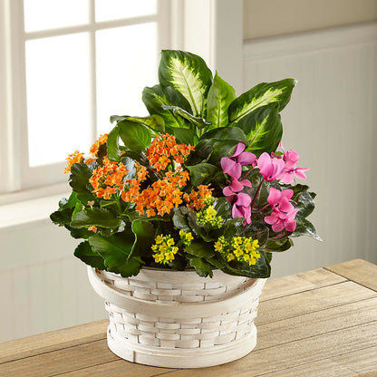 Color Crush Dishgarden – MARILYN'S FLOWERS & GIFTS, Camden TN