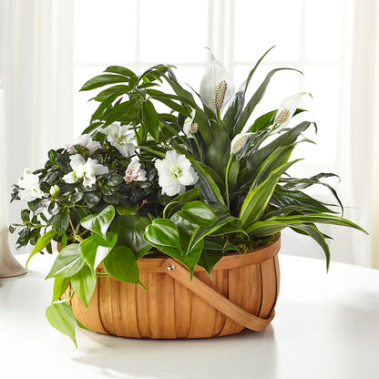Serene Dishgarden – MARILYN'S FLOWERS & GIFTS, Camden TN