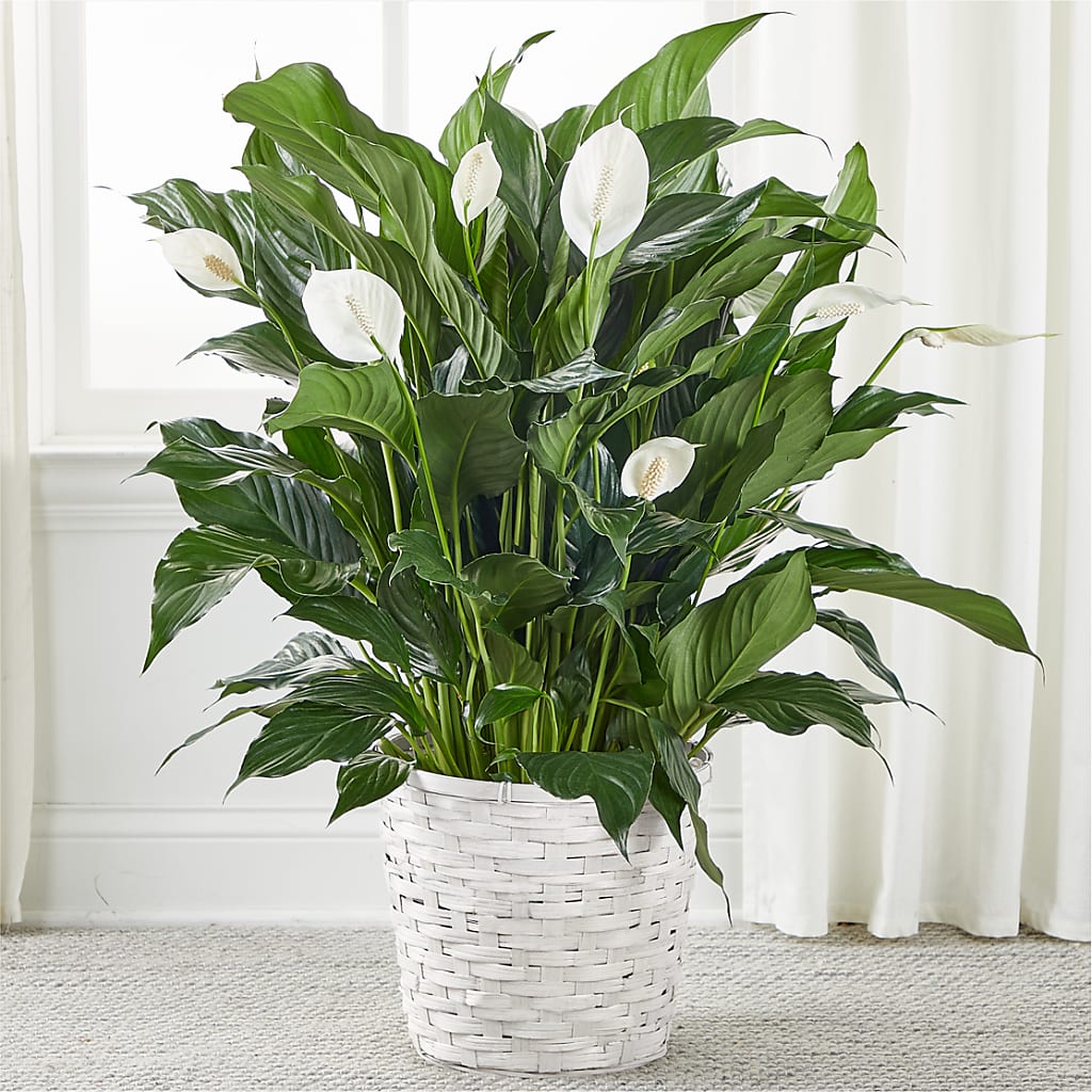 pippa peace lily A New Leaf Peace Lily