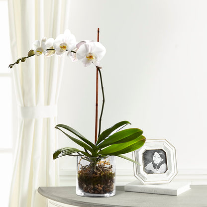 White Orchid Planter – MARILYN'S FLOWERS & GIFTS, Camden TN